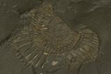 Plate of Jurassic Ammonite Fossils - Posidonia Shale, Germany #314861-2